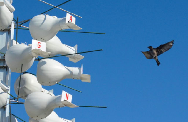 Disney y Microsoft protegen aves con pajareras inteligentes